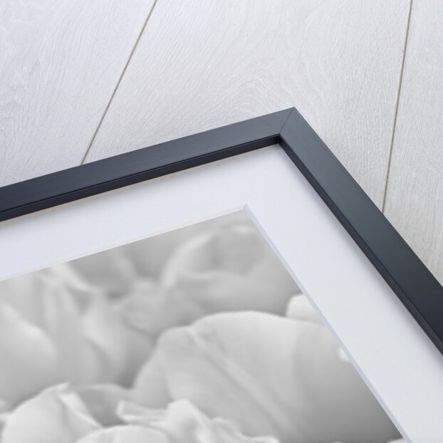 Bunch of Tulips by Assaf Frank